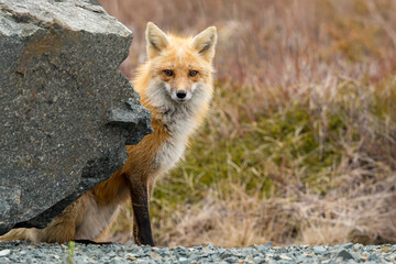 Red Fox taken at Newfoundland Canada
