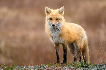 Red Fox taken at Newfoundland Canada
