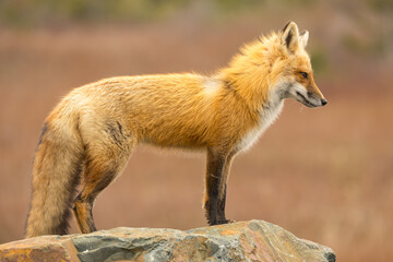 Red Fox taken at Newfoundland Canada