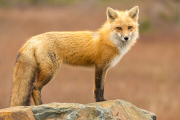 Red Fox taken at Newfoundland Canada