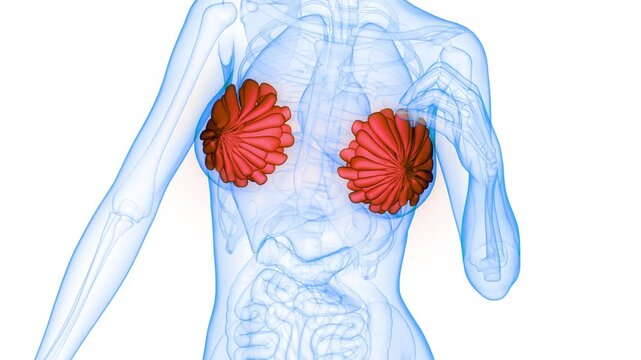 Female Internal Organs Mammary Glands Anatomy Animation Concept