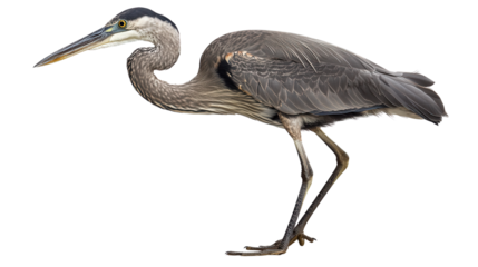 Majestic great blue heron standing Transparent background, PNG file