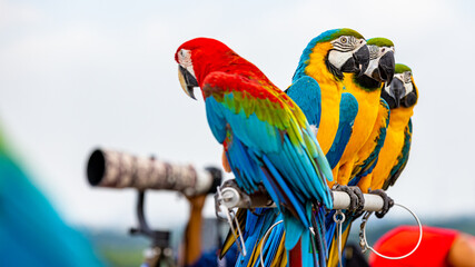 Scarlet Macaw: A captivating close-up portrait showcasing the vibrant beauty of a Scarlet Macaw, its striking plumage, and the intricate detail of its features on blurred background.