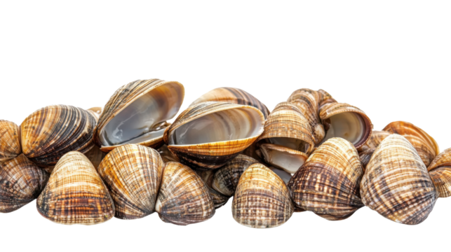 Fresh clams isolated on white background