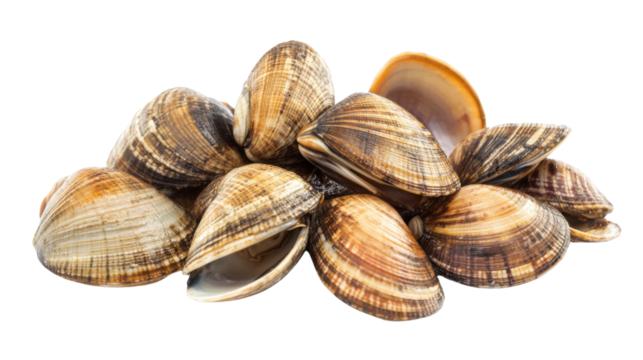 Fresh clams isolated on white background
