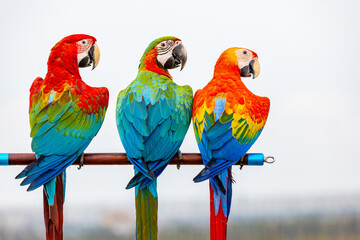 Close-up portrait of  three Macaw parrots, focusing on its detailed, colorful feathers and  eyes. Bird's vivid colors and intricate feather patterns on  blurred background.
