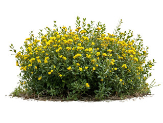 Dense cluster of bright yellow flowering shrubs in full bloom isolated on transparent background,...