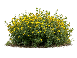 Dense cluster of bright yellow flowering shrubs in full bloom isolated on transparent background, ideal for landscape architecture and garden design visualization