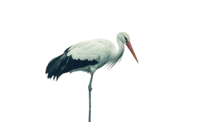Majestic white stork standing Transparent background, PNG file