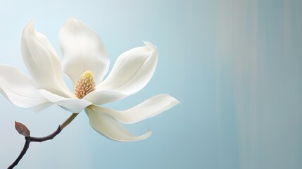 Obraz premium close blossom flower minimalistic background