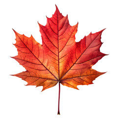 Fototapeta premium Orange maple leaf, isolated on white background