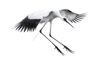 Marsh crane fly long legs Transparent background, PNG file