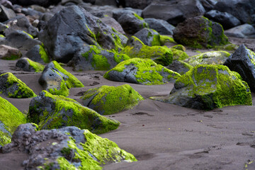 Algae-covered boulders on volcanic sand