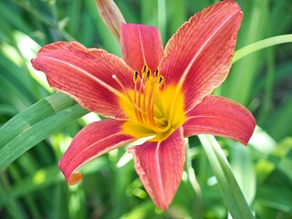 red lily flower