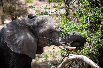 Elefanten im Tarangire Nationalpark