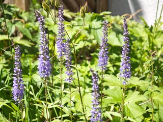 lavender in the garden