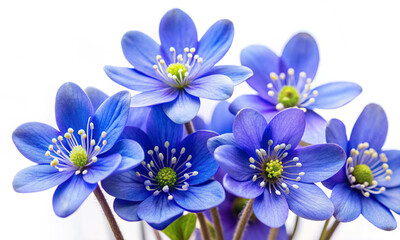 Blue flowers on white background