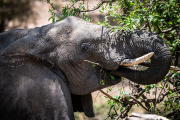 Elefanten im Tarangire Nationalpark