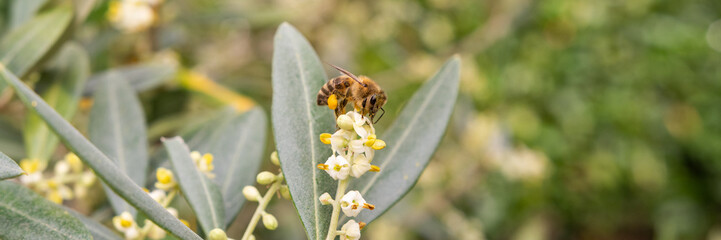 Biene am bestäuben der Blüten