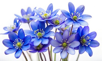 Macro photo blue flowers Hepatica nobilis on white isolated background