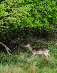 Fallow deer grazing peacefully among lush greenery in Denmarks serene landscape