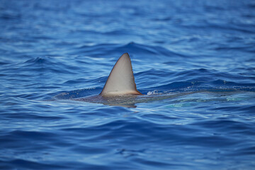 Obraz premium Shark fin cuts through calm ocean water, evoking mystery and tension.