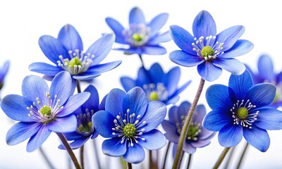 Macro photo blue flowers Hepatica nobilis on white isolated background