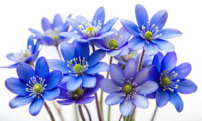 Blue flowers isolated on white