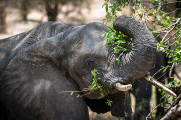Elefanten im Tarangire Nationalpark