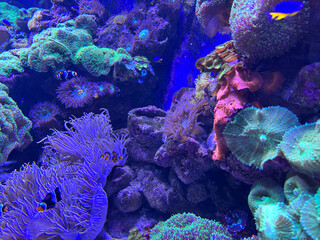 Clownfish and tropical fish swimming around colorful coral reefs in the deep blue ocean, vibrant underwater marine life scene in oceanarium or wild reef ecosystem, aquatic biodiversity in clear water