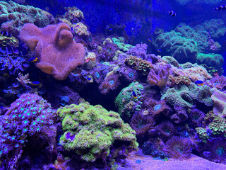 Clownfish and tropical fish swimming around colorful coral reefs in the deep blue ocean, vibrant underwater marine life scene in oceanarium or wild reef ecosystem, aquatic biodiversity in clear water