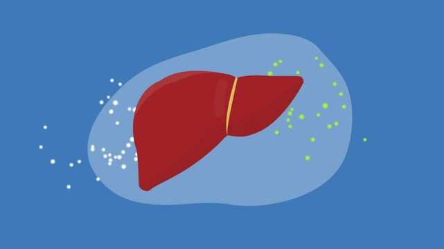 liver organ absorb and filter toxic substance