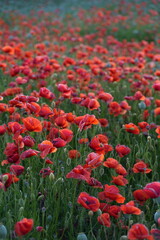 Poppy Field in Full Bloom – Tranquil Nature Landscap
