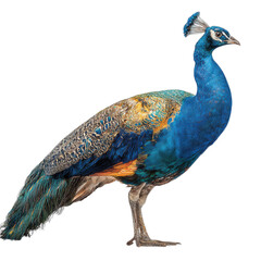 Obraz premium Majestic peacock bird isolated on transparent background