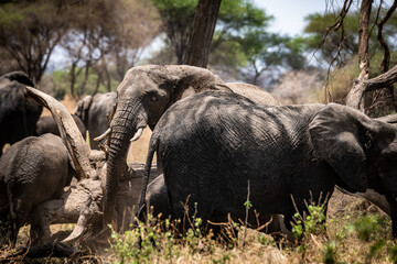 Elefanten im Tarangire Nationalpark