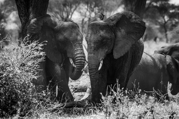 Elefanten im Tarangire Nationalpark