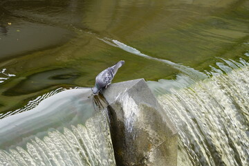 City pigeons drink from the Leine waterfall at the Friederiken Bridge in Hanover, Germany.