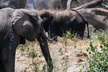 Elefanten im Tarangire Nationalpark