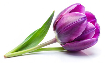 Purple tulip isolated on white background