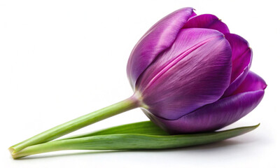 Purple tulip isolated on white background