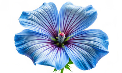 Blue flower isolated on white