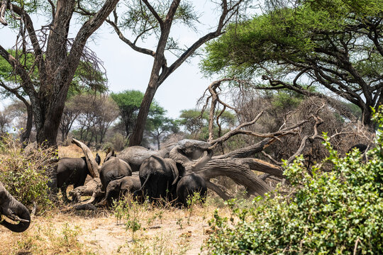 Elefanten im Tarangire Nationalpark