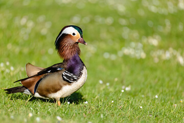A vibrant mandarin duck standing gracefully on lush green grass with soft bokeh background.