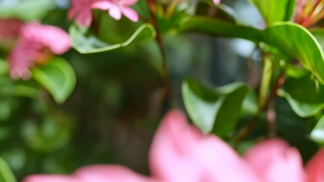 Ixora flower cluster with pink petals and green leaves in soft focus for backgrounds and decoration, lush tropical plant detail.