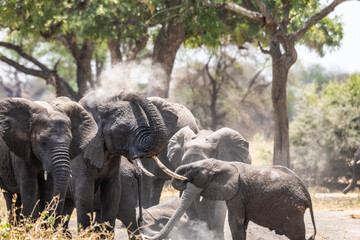 Elefanten im Tarangire Nationalpark