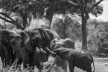 Elefanten im Tarangire Nationalpark