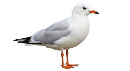 Isolated Seagull
