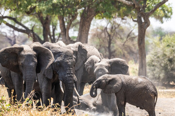 Elefanten im Tarangire Nationalpark