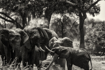 Elefanten im Tarangire Nationalpark