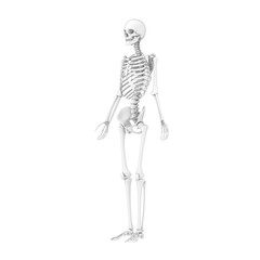 skeleton, human body, medical 3d model